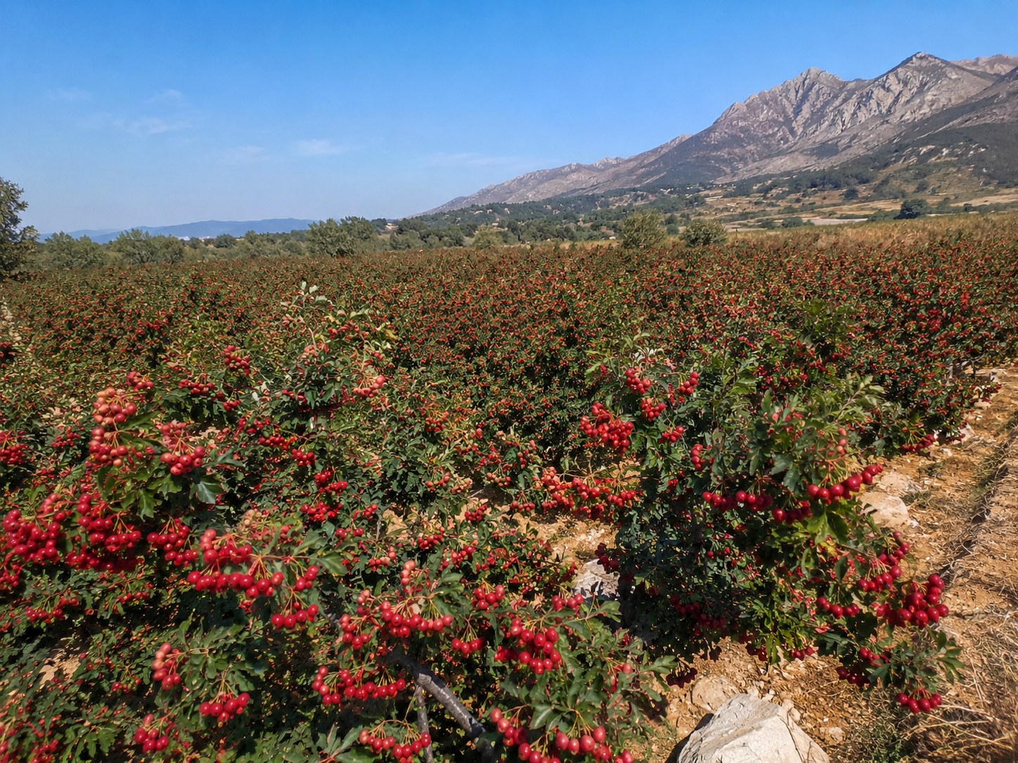 Mount Tai hawthorn orchard with red fruit