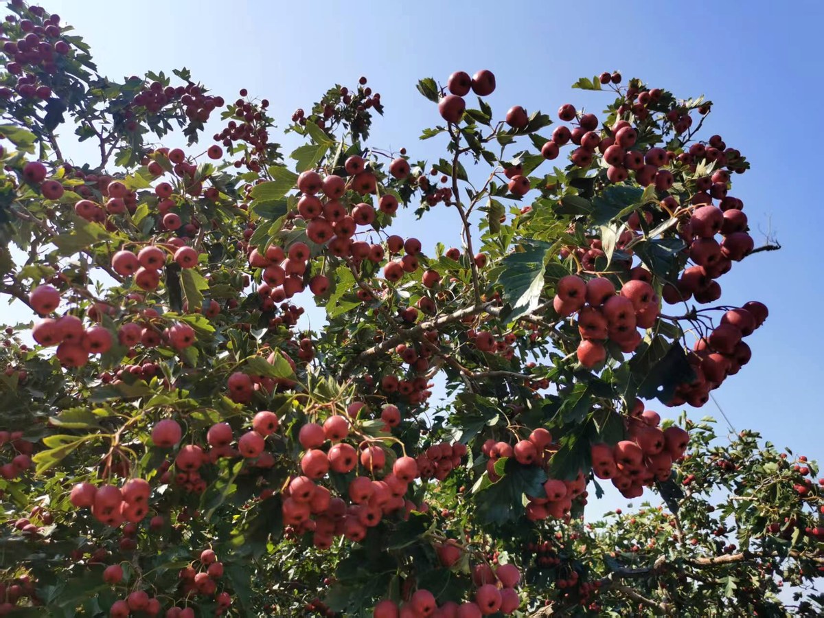 Hawthorn orchard detail