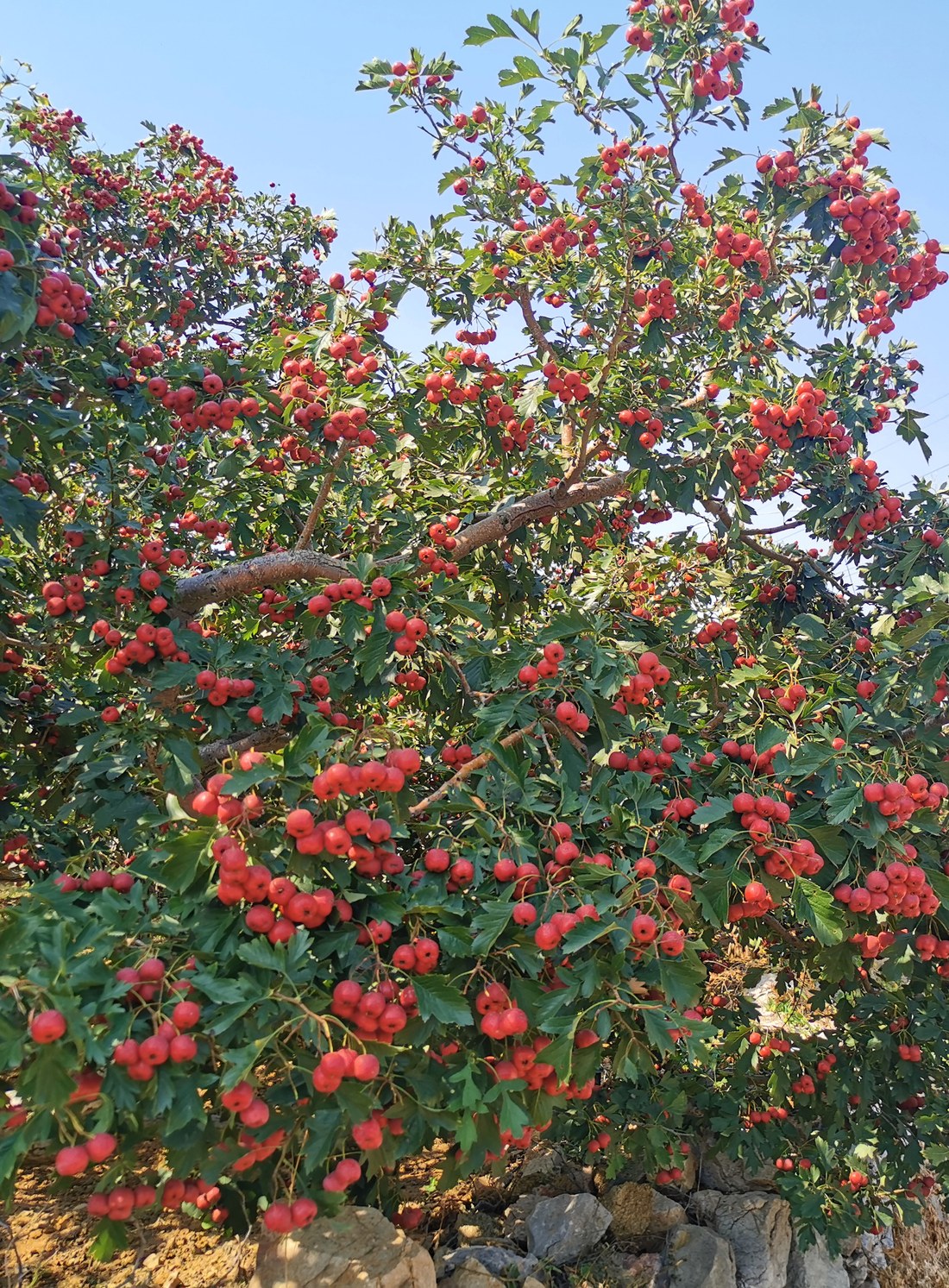 Red hawthorn on branches