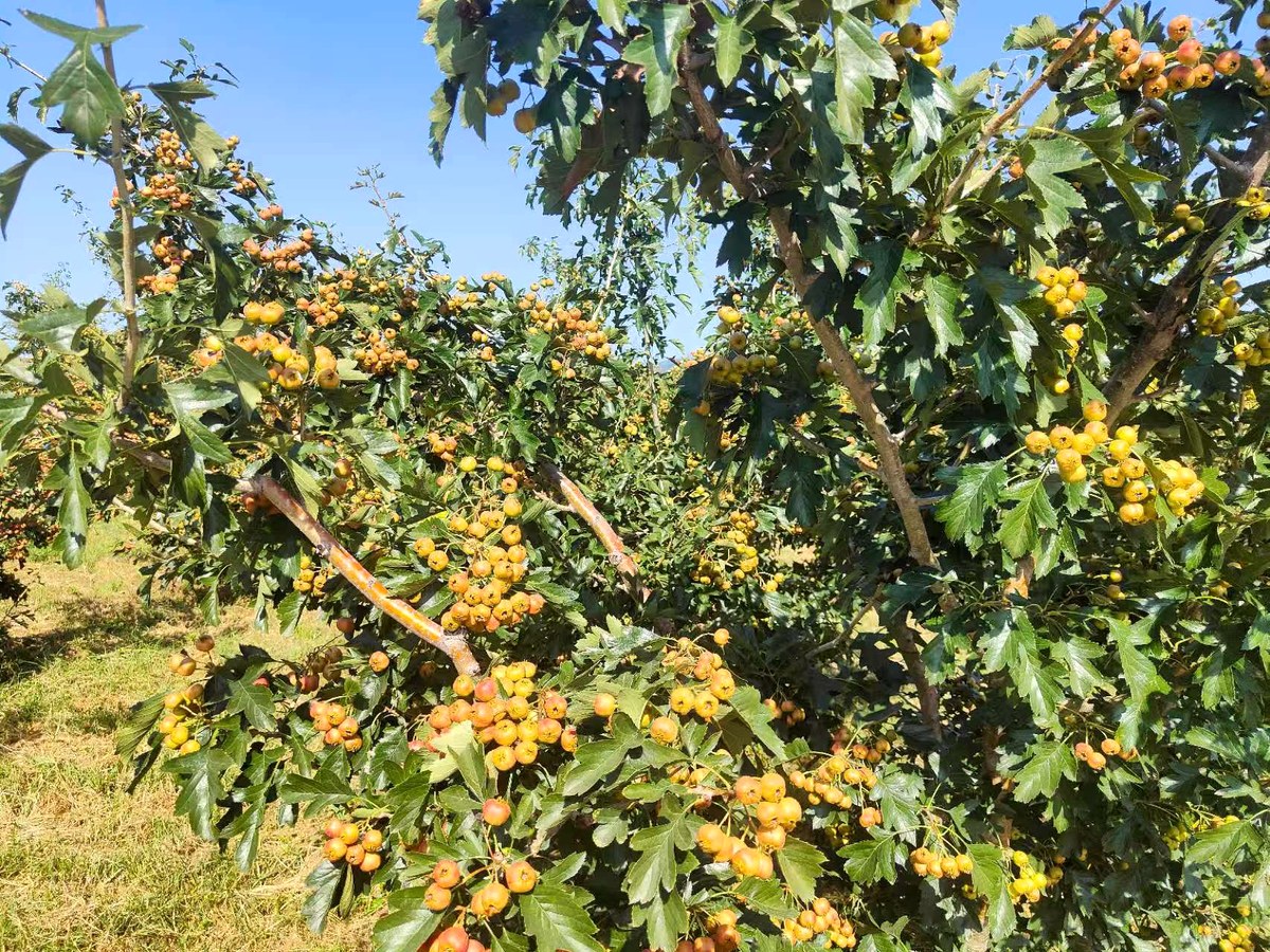 Hawthorn trees in an orchard